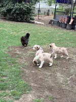 Pistachio, a female Miniature Australian Shepherd for sale in Saltsburg, PA – Photo 4 of 4