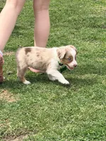 Pistachio, a female Miniature Australian Shepherd for sale in Saltsburg, PA – Photo 3 of 4