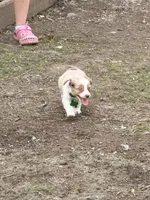 Pistachio, a female Miniature Australian Shepherd for sale in Saltsburg, PA – Photo 2 of 4