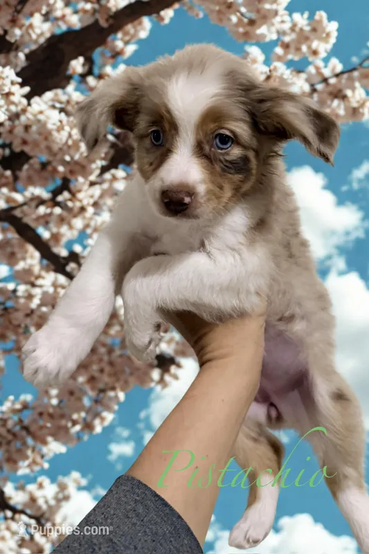 Pistachio – Miniature Australian Shepherd puppy for sale in Saltsburg, PA