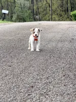 Mango, a female Miniature Australian Shepherd for sale in Saltsburg, PA – Photo 4 of 4