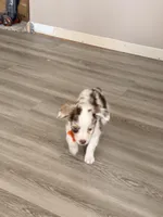 Mango, a female Miniature Australian Shepherd for sale in Saltsburg, PA – Photo 2 of 4