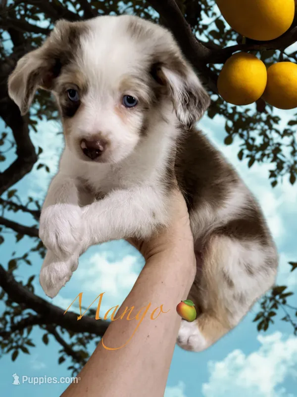 Mango – Miniature Australian Shepherd puppy for sale in Saltsburg, PA