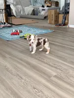 Mango, a female Miniature Australian Shepherd for sale in Saltsburg, PA – Photo 3 of 4