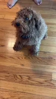 Benji, a male Poodle - Miniature  for sale in Chicago, IL – Photo 4 of 6