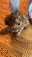 Benji, a male Poodle - Miniature  for sale in Chicago, IL – Photo 3 of 6