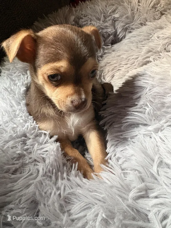 Honey – Chihuahua puppy for sale in Saint Louis, MO
