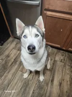 Saber, a male Siberian Husky for sale in Nashville, TN – 1 of 6