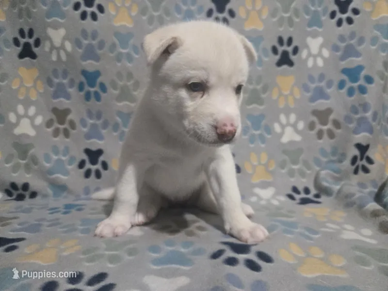Una – Siberian Husky puppy for sale in Nashville, TN