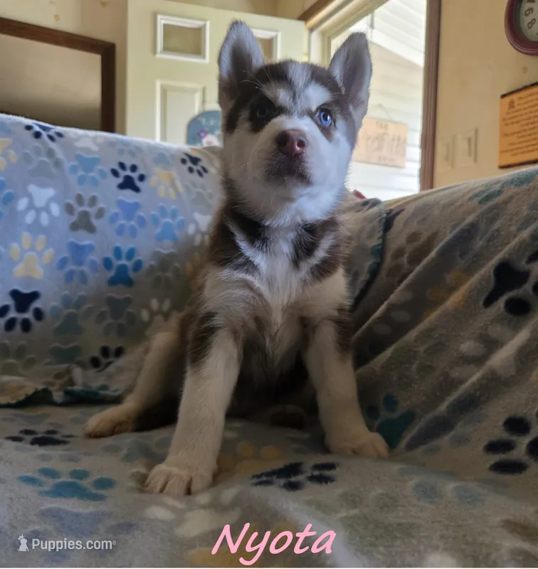 Nyota – Siberian Husky puppy for sale in Nashville, TN