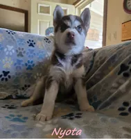 Nyota, a female Siberian Husky for sale in Nashville, TN – 1 of 5