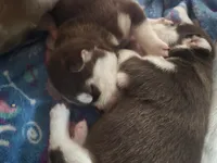 Nyota, a female Siberian Husky for sale in Nashville, TN – 3 of 5