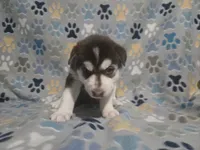 Nyota, a female Siberian Husky for sale in Nashville, TN – 5 of 5