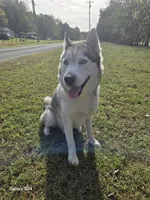 Saber, a male Siberian Husky for sale in Nashville, TN – 6 of 6