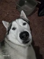 Saber, a male Siberian Husky for sale in Nashville, TN – 2 of 6