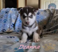 Deanna, a female Siberian Husky for sale in Nashville, TN – 1 of 4