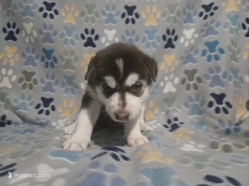 Deanna – Siberian Husky puppy for sale in Nashville, TN