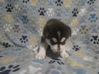 Deanna, a female Siberian Husky for sale in Nashville, TN – 2 of 5