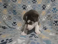 Deanna, a female Siberian Husky for sale in Nashville, TN – 3 of 5