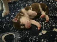 Nyota, a female Siberian Husky for sale in Nashville, TN – 4 of 5