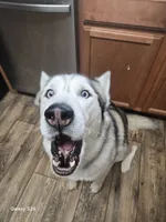 Saber, a male Siberian Husky for sale in Nashville, TN – 3 of 6