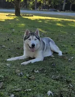 Saber, a male Siberian Husky for sale in Nashville, TN – 5 of 6