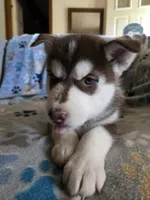 Deanna, a female Siberian Husky for sale in Nashville, TN – 3 of 4