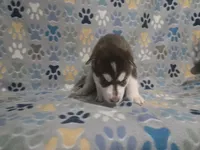 Deanna, a female Siberian Husky for sale in Nashville, TN – 5 of 5