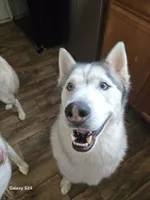 Saber, a male Siberian Husky for sale in Nashville, TN – 4 of 6
