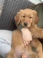 Love, a female Golden Retriever for sale in Sykesville, MD – Photo 4 of 5