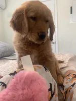 Love, a female Golden Retriever for sale in Sykesville, MD – Photo 3 of 5