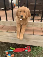 Love, a female Golden Retriever for sale in Sykesville, MD – Photo 2 of 5