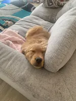 Love, a female Golden Retriever for sale in Sykesville, MD – Photo 5 of 5