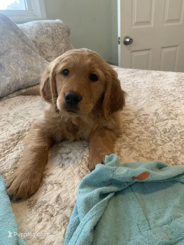 Love – Golden Retriever puppy for sale in Sykesville, MD