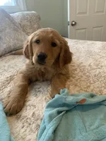 Love, a female Golden Retriever for sale in Sykesville, MD – Photo 1 of 5