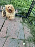 Princess , a female Yorkshire Terrier for sale in Wauconda, IL – Photo 2 of 3