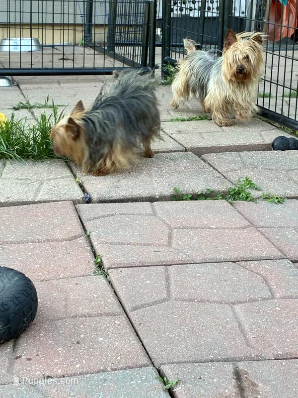 Princess  – Yorkshire Terrier puppy for sale in Wauconda, IL