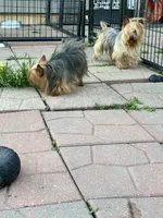 Princess , a female Yorkshire Terrier for sale in Wauconda, IL – Photo 1 of 3