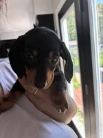 Arlo, a male Miniature Dachshund for sale in Wauconda, IL – 1 of 6
