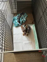 Wally, a male Pembroke Welsh Corgi and Pomeranian for sale in Wauconda, IL – 1 of 2