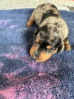 Remy, a male Miniature Dachshund for sale in Wauconda, IL – 1 of 1