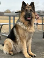 Bruno, a male German Shepherd Dog for sale in Wauconda, IL – Photo 5 of 5