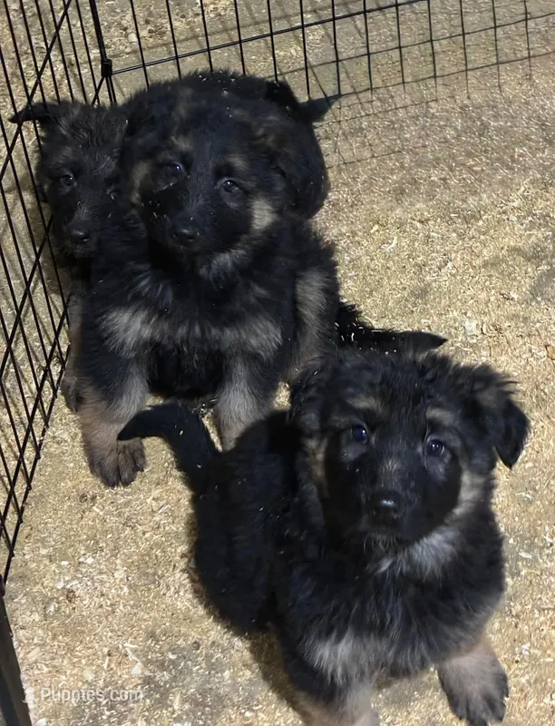 Bruno – German Shepherd Dog puppy for sale in Wauconda, IL