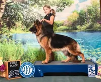 Bruno, a male German Shepherd Dog for sale in Wauconda, IL – Photo 2 of 5