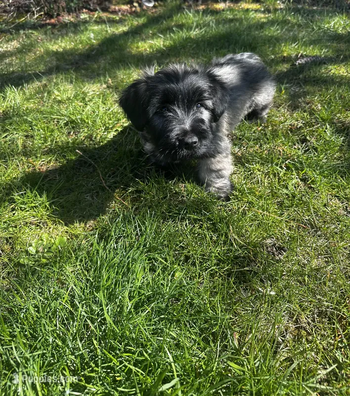 Jock, a male Skye Terrier for sale in Wauconda, IL – Photo 1 of 2