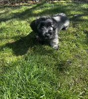 Jock, a male Skye Terrier for sale in Wauconda, IL – Photo 1 of 2