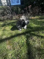 Roma, a female Skye Terrier for sale in Wauconda, IL – Photo 2 of 2