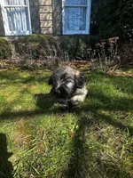 Roma, a female Skye Terrier for sale in Wauconda, IL – Photo 1 of 2