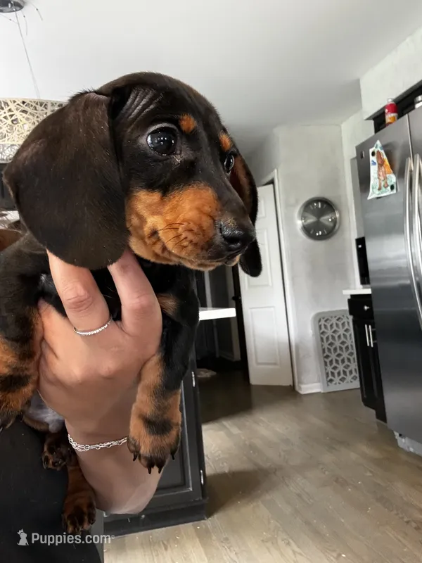 Arlo – Miniature Dachshund puppy for sale in Wauconda, IL