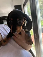 Arlo, a male Miniature Dachshund for sale in Wauconda, IL – 2 of 6